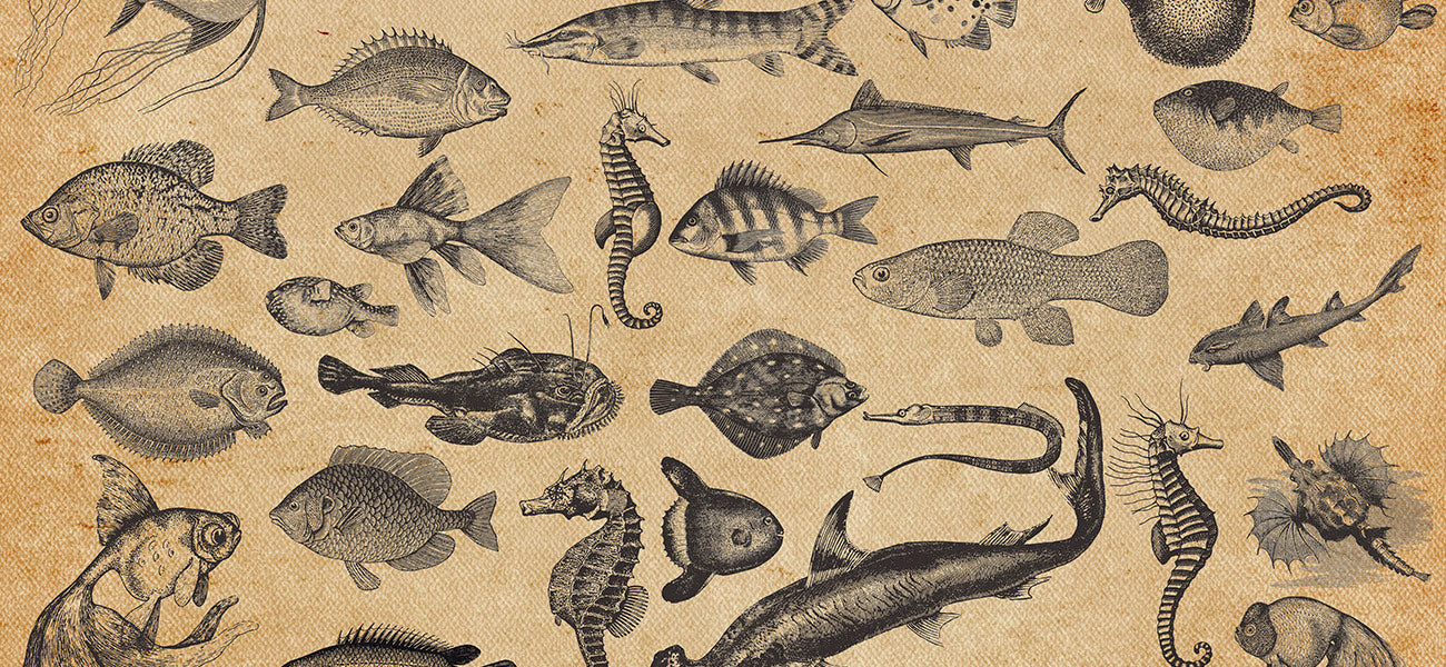 Fish Mural Wallpaper, Fish Wall Mural