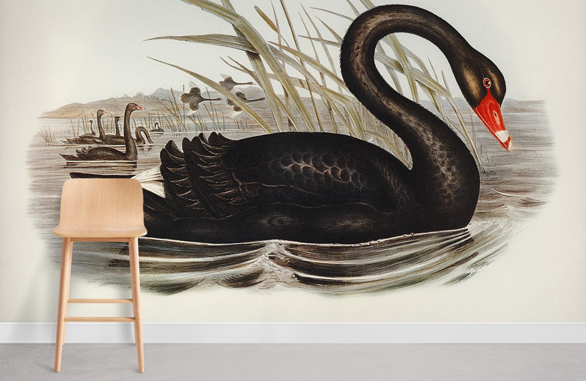 black swan wallpaper