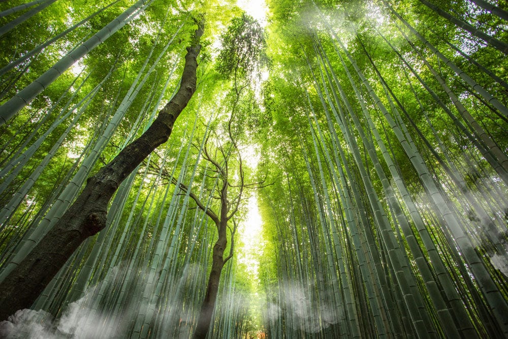 Bamboo Forest Wallpaper –