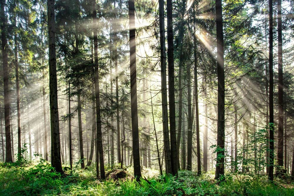 Forest Sunshine Wall Murals | Green Forest Style Wallpaper Decor