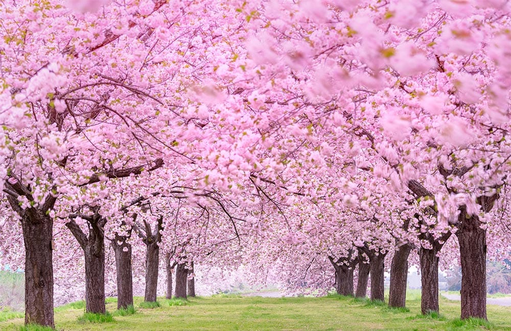 Sakura Forest Mural Wallpaper | Ever Wallpaper UK