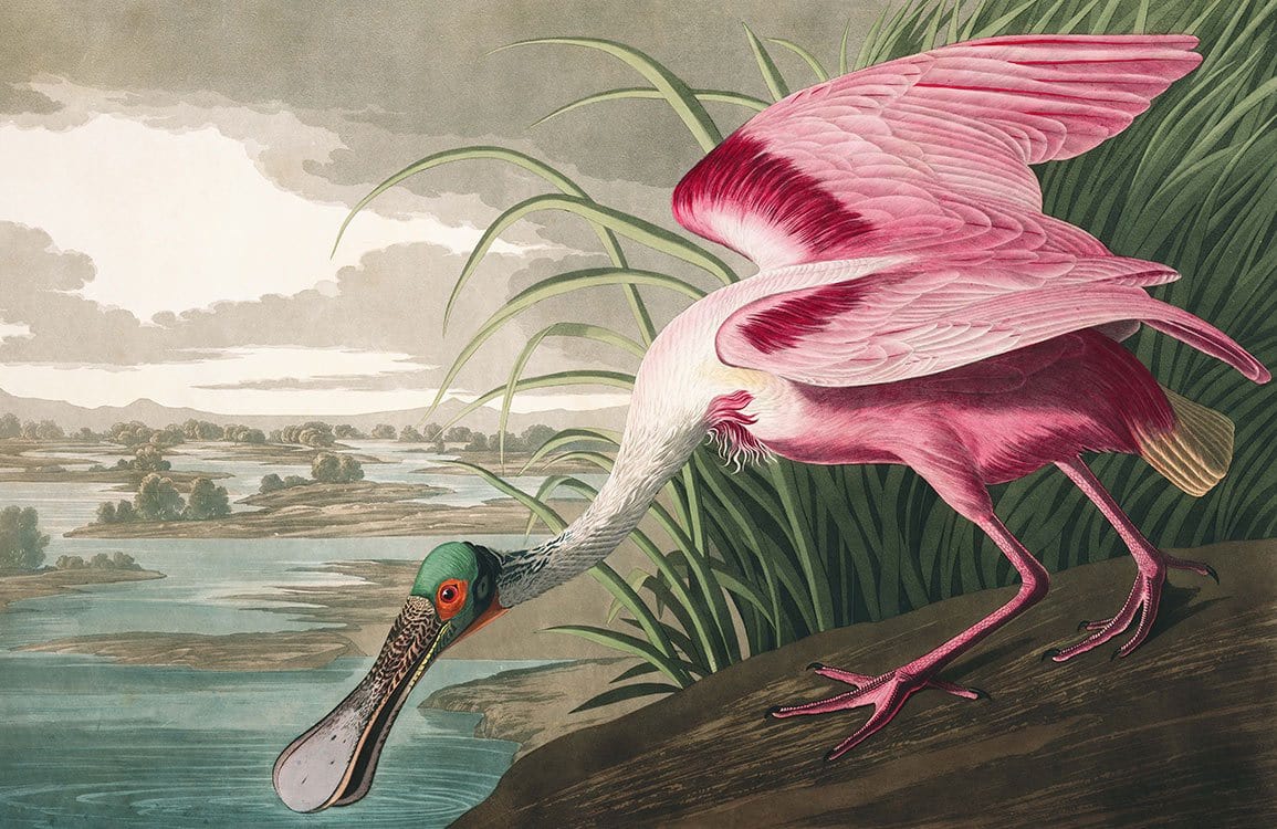 Pink Heron Wallpaper Mural | Wallpaper for Home Decor UK