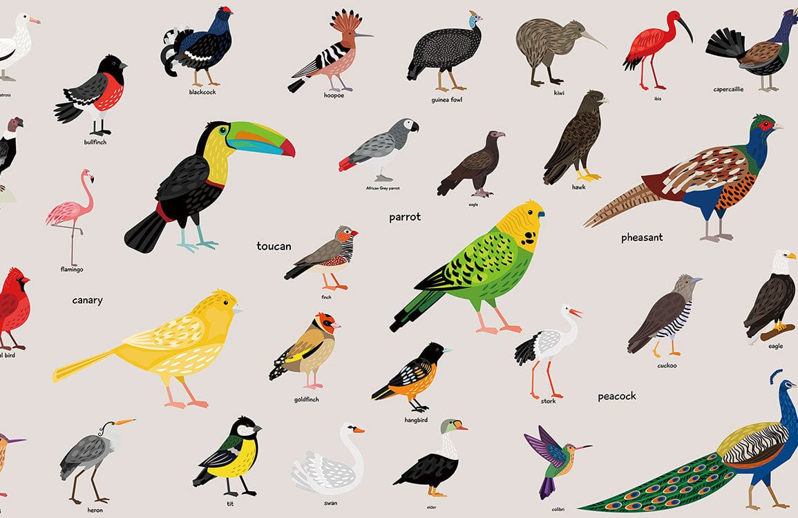 Birds Encyclopedia ll Wall Murals | Ever Wallpaper UK