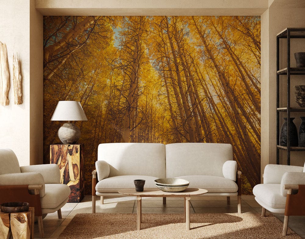 Looking up Autumn Birches Wall Mural | Everwallpaper UK