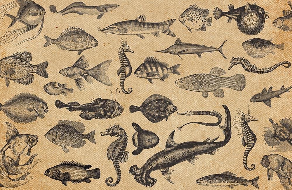 Ocean Fish Wallpaper Mural