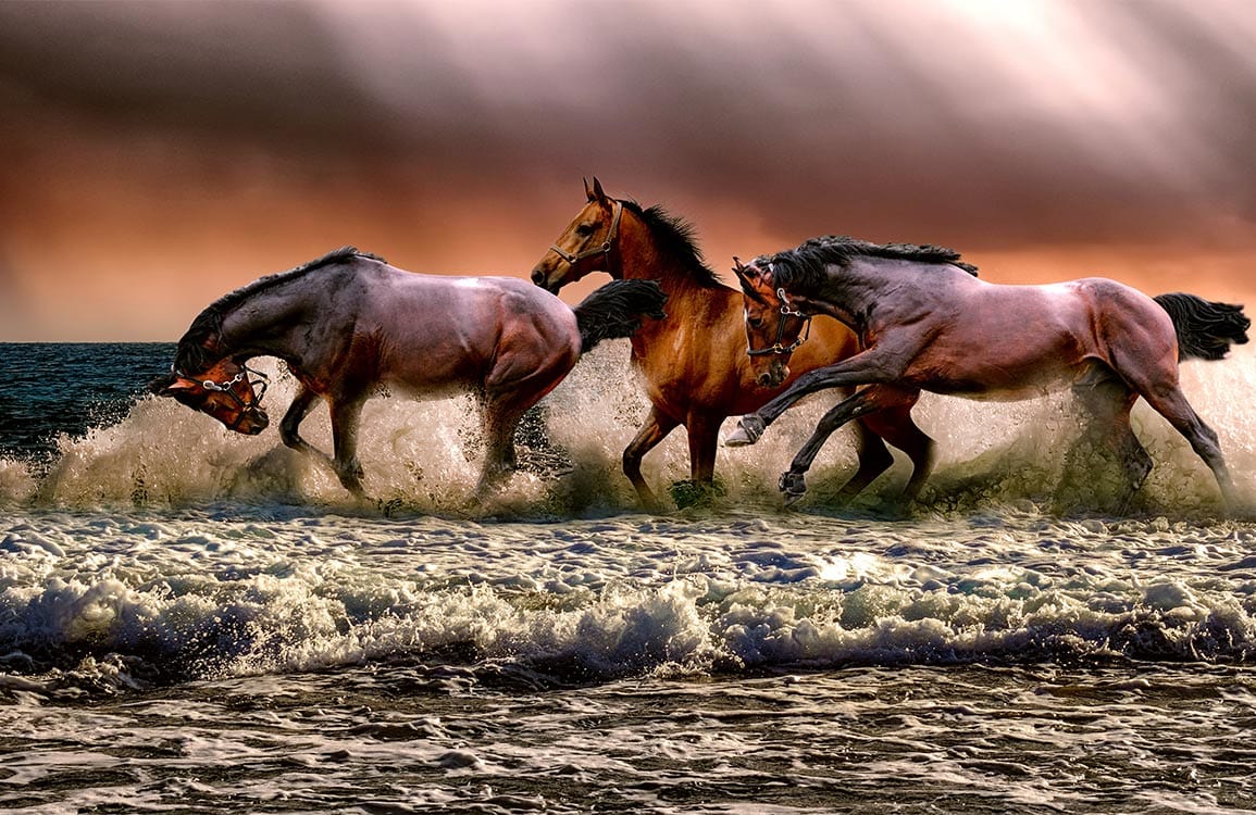 Horse Wallpaper Images - Free Download on Freepik