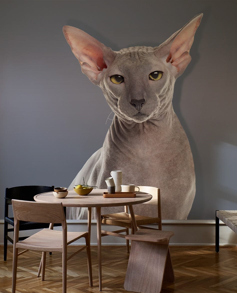 Where can i buy a store sphynx cat