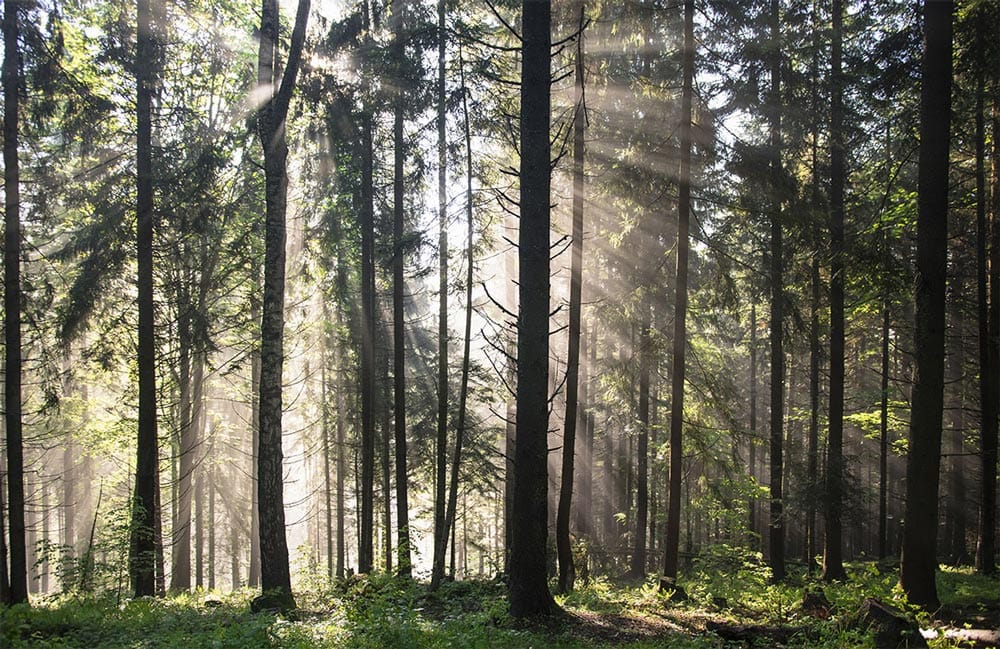 Sunshine Through Forest Mural Wallpaper | Ever Wallpaper UK